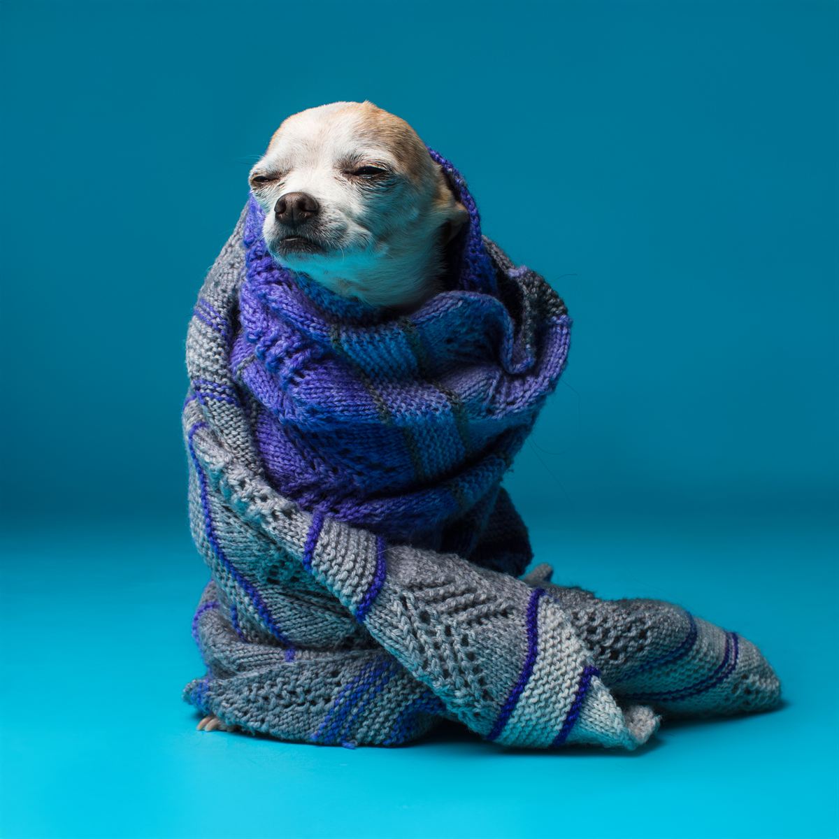 A small senior chihuahua wrapped snugly in a hand-knitted blue and grey blanket against a blue backdrop